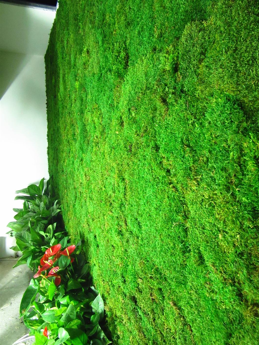 Perete din mușchi stabilizat pe toată înălțimea, cu plante naturale și flori roșii la bază